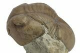 Illaenus Oculosus Trilobite - Russia #237034-2